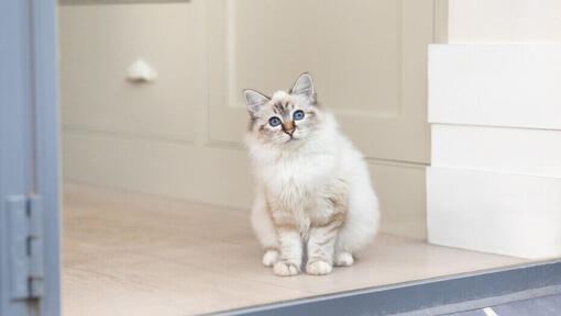 Training a Cat to Use a Cat Flap The Easy Way Purina